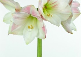 hippeastrum Apple Blossom (1)